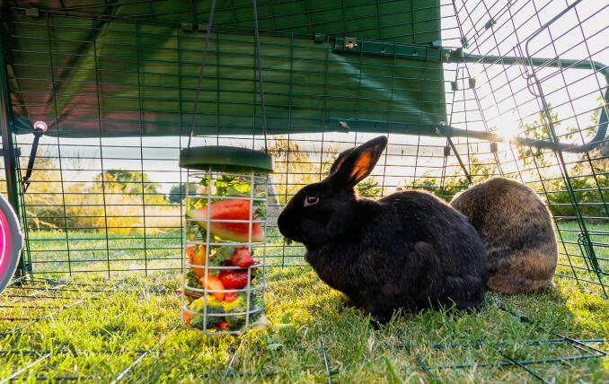 A rabbit feeding from a caddi treat holder in an Eglu Go run.