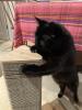 Sturdy cat scratching post