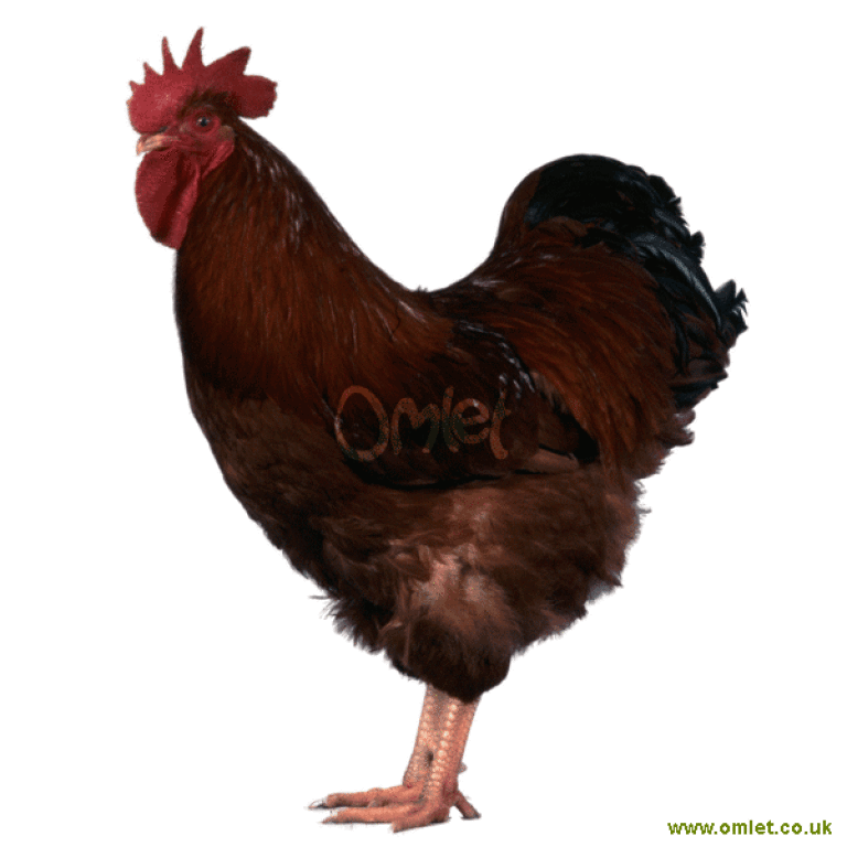 New jersey red chickens best sale