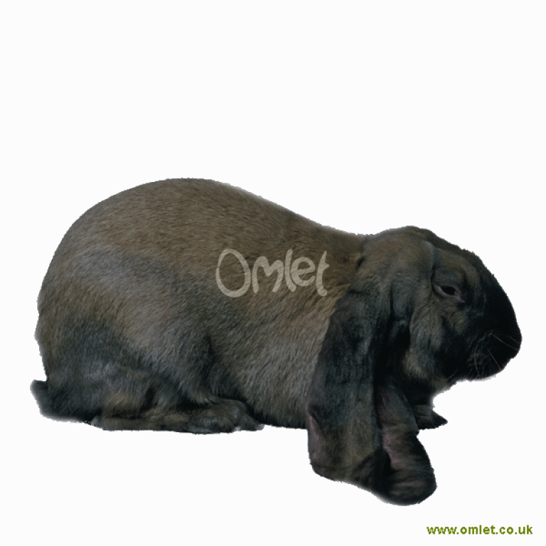 English Lop Rabbits | English Lop For Sale | Rabbit Breeds