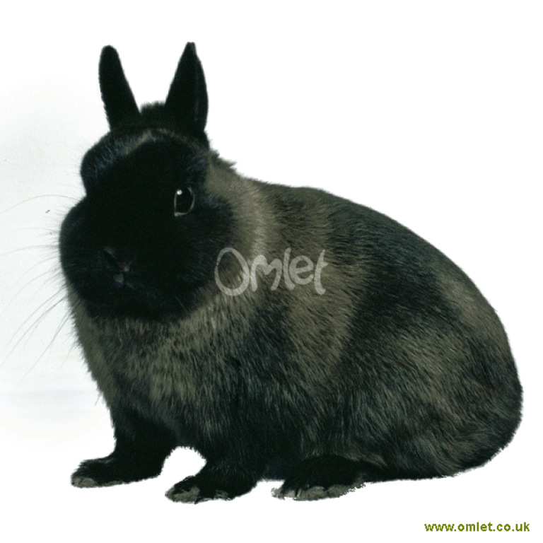 Netherland dwarf litter size deals