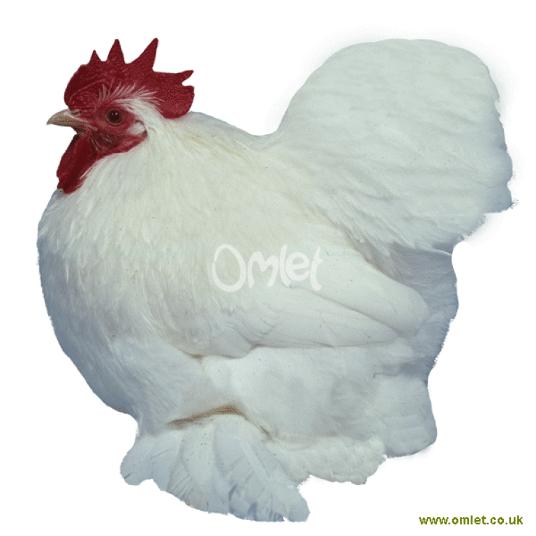 Pekin Bantam Chickens Pekin Bantam For Sale Chicken Breeds Pekin Bantam Chickens Pekin Bantam For Sale Chicken Breeds