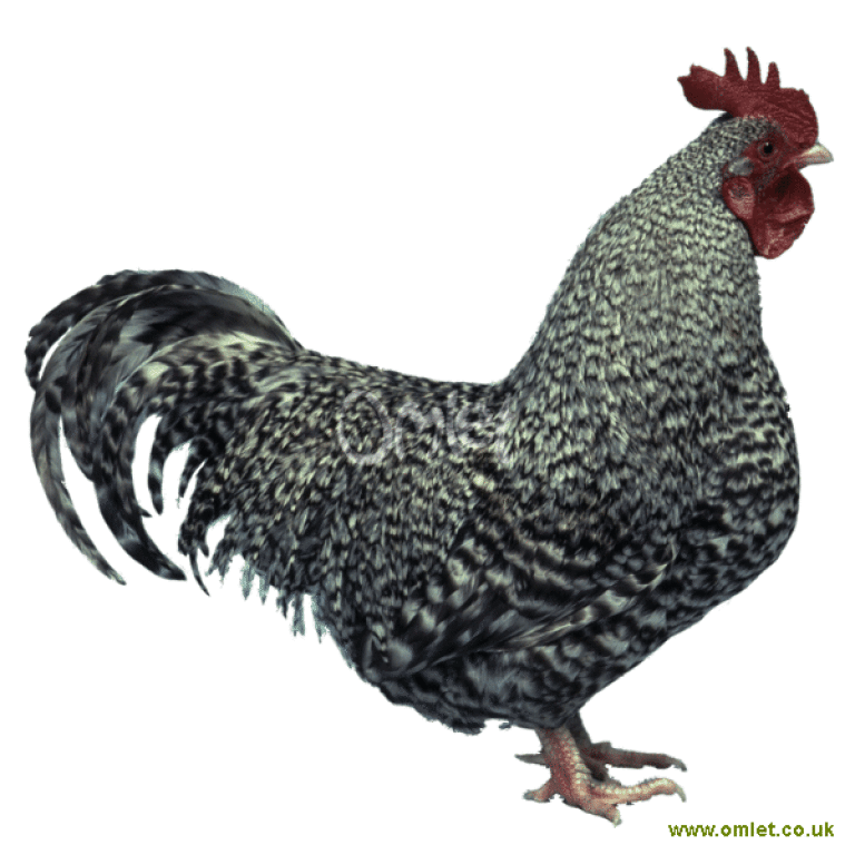 Scots Dumpy Chickens | Scots Dumpy For Sale | Chicken Breeds