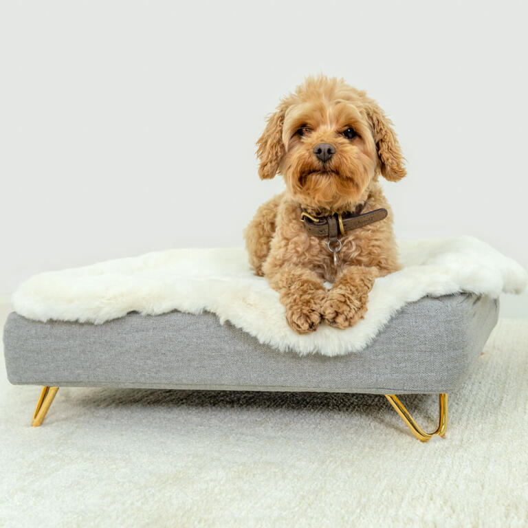 glamorous dog beds