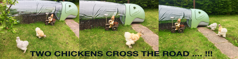 Two chickens cross the road ... !!!