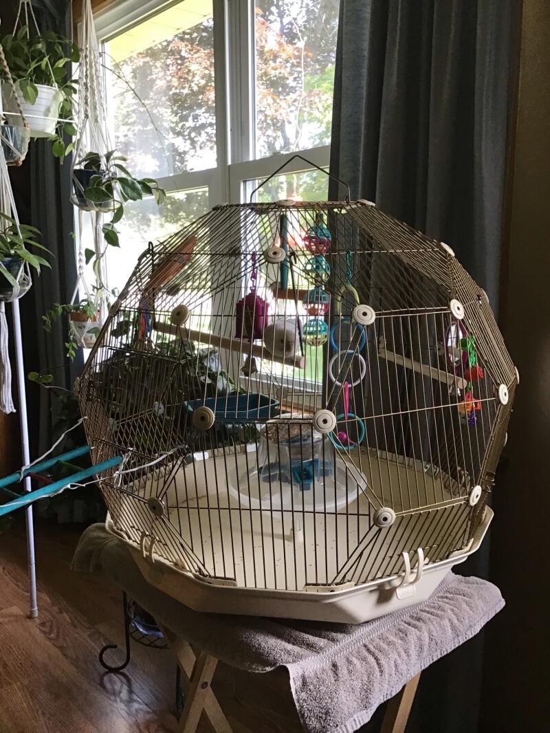 Geo Bird Cage The Beautiful Geodesic Budgie Cage Omlet