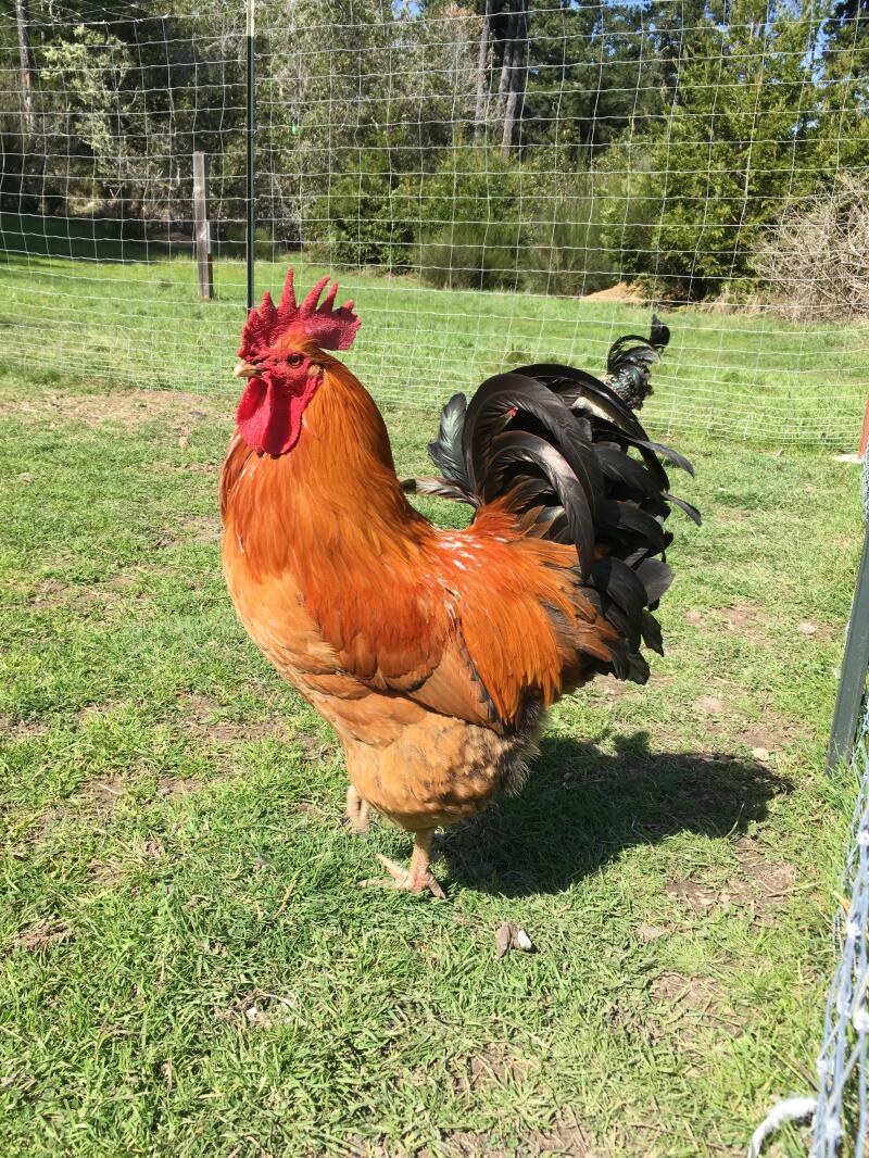 New Hampshire Red For Sale Chickens Breed Information 