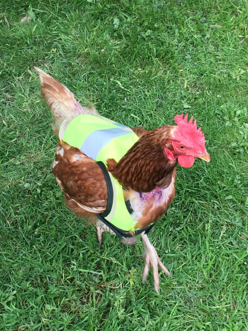 HighVis Chicken Jacket Chicken Coops, Walk in Chicken Runs, Chicken Fencing and more Omlet