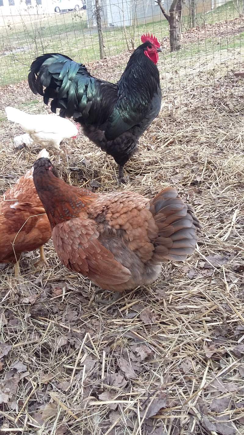 Croad Langshan Chickens Croad Langshan For Sale