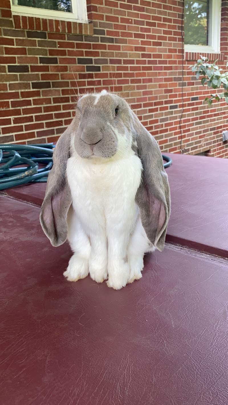 English Lop Rabbits English Lop For Sale