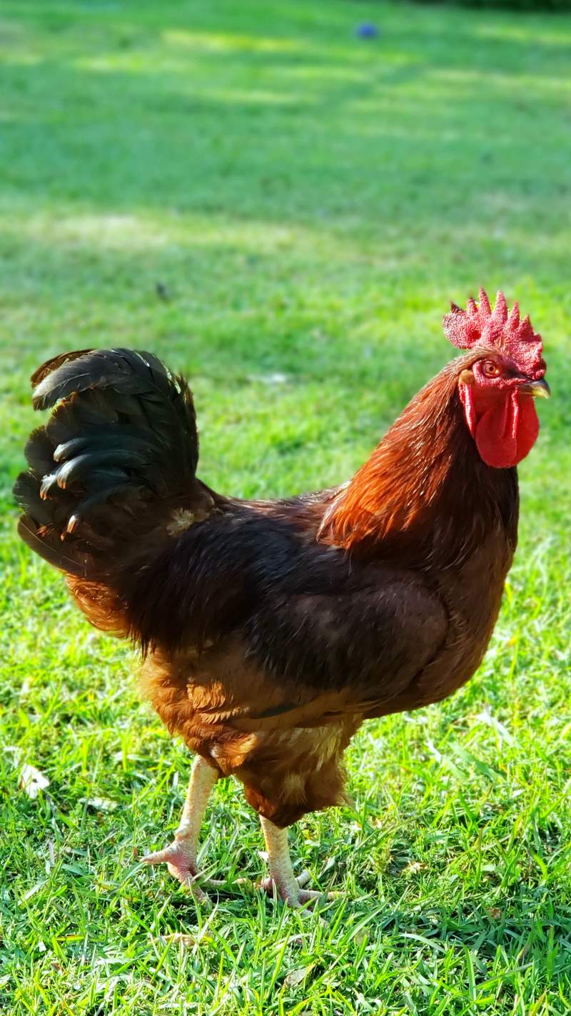 Rhode Island Red For Sale | Chickens | Breed Information ...