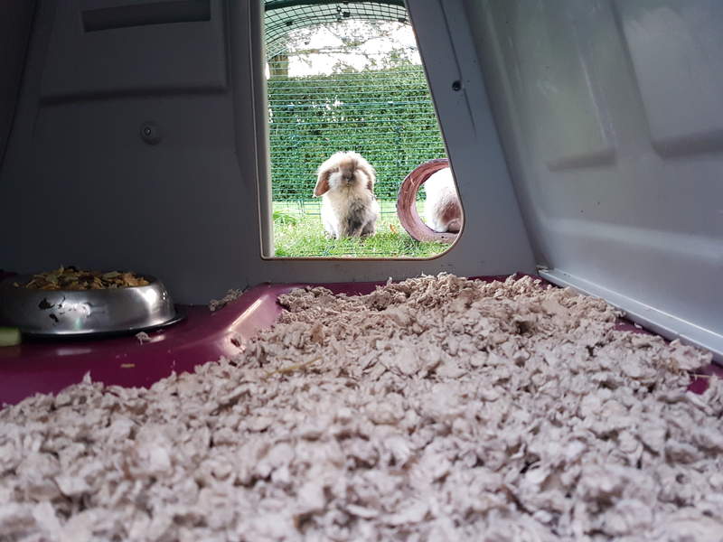 carefresh pet bedding