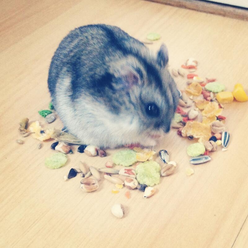 harry hamster mix