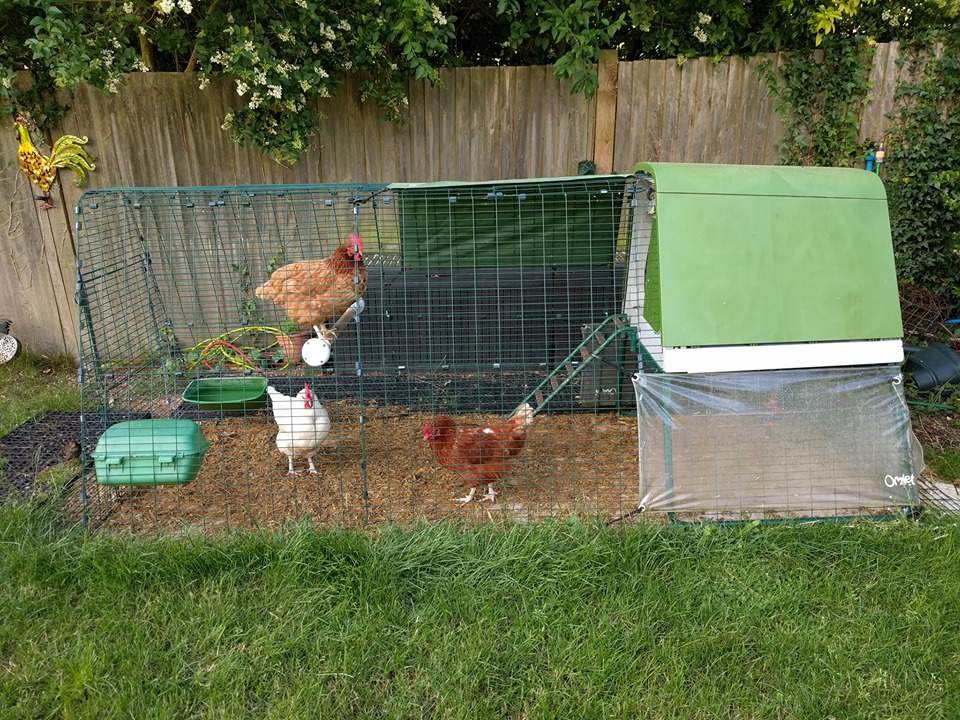 Omlet Chicken Perch 1 Meter