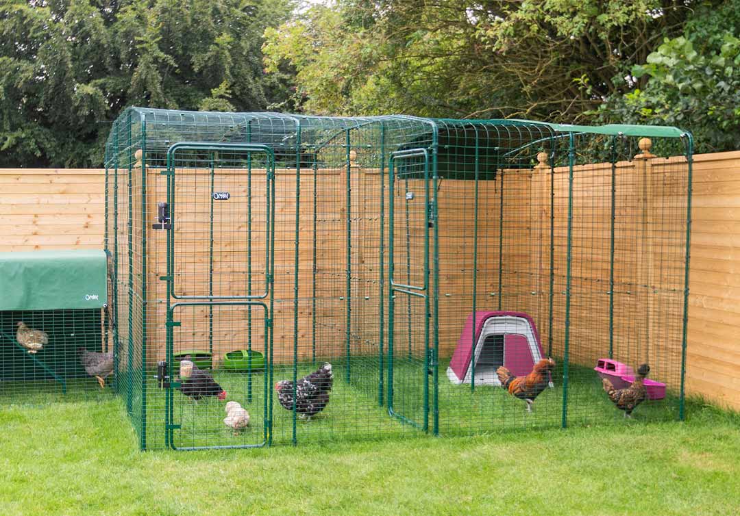 chickens inside the safe chicken run by omlet