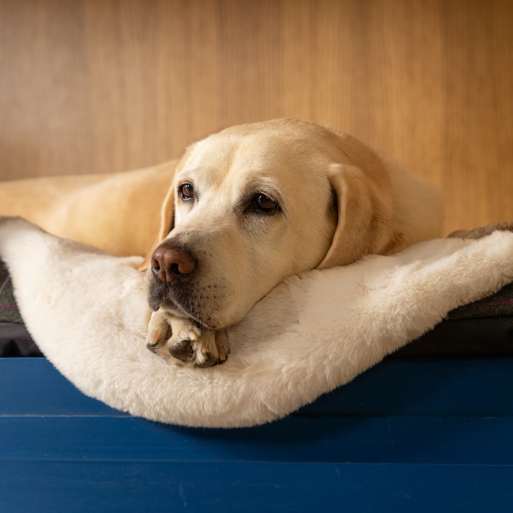 Luxury Faux Sheepskin Dog Blanket Medium
