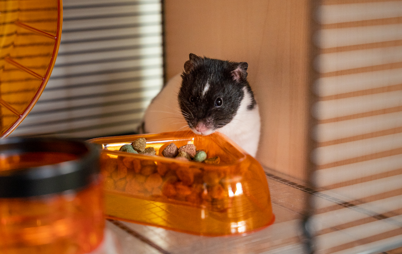 hamster eating in the qute hamster cage