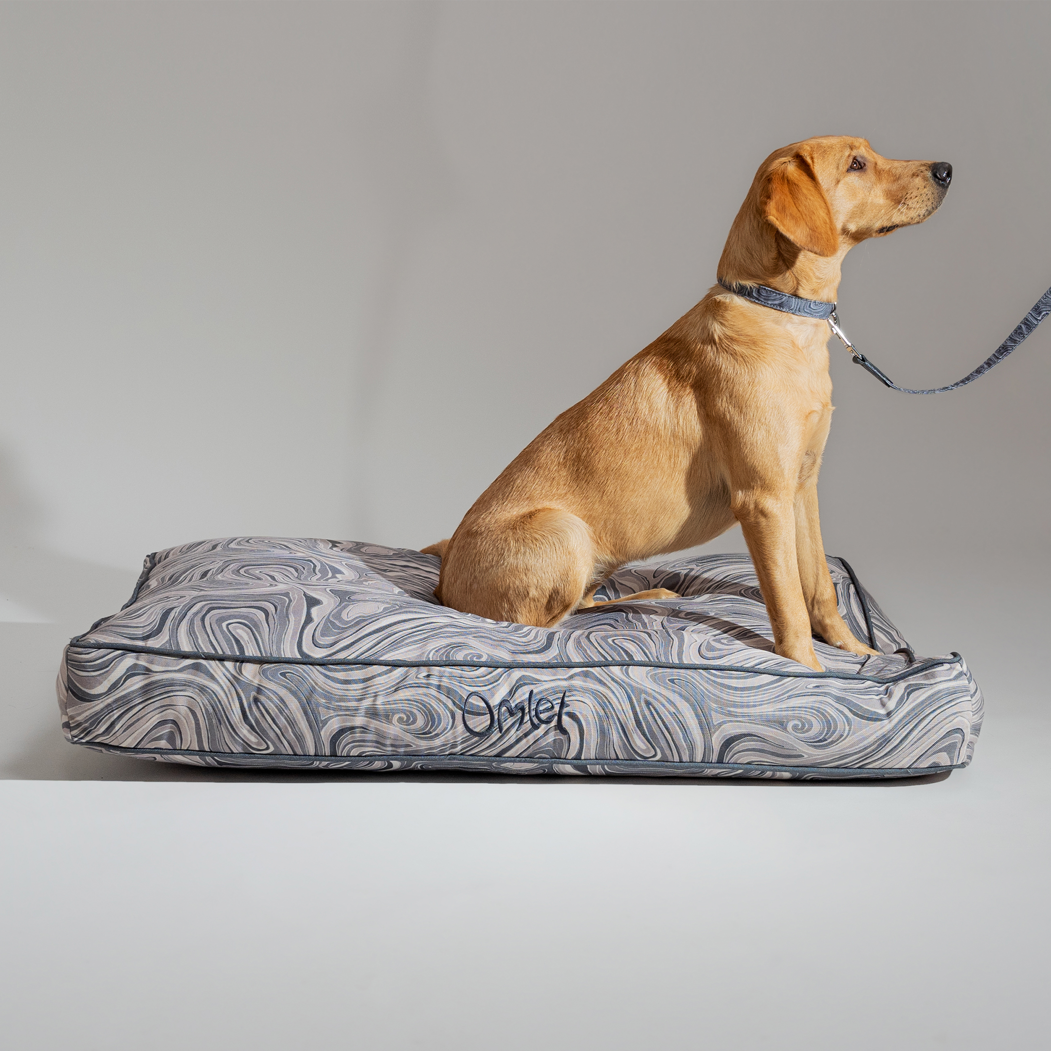 Dog sales cushion collar