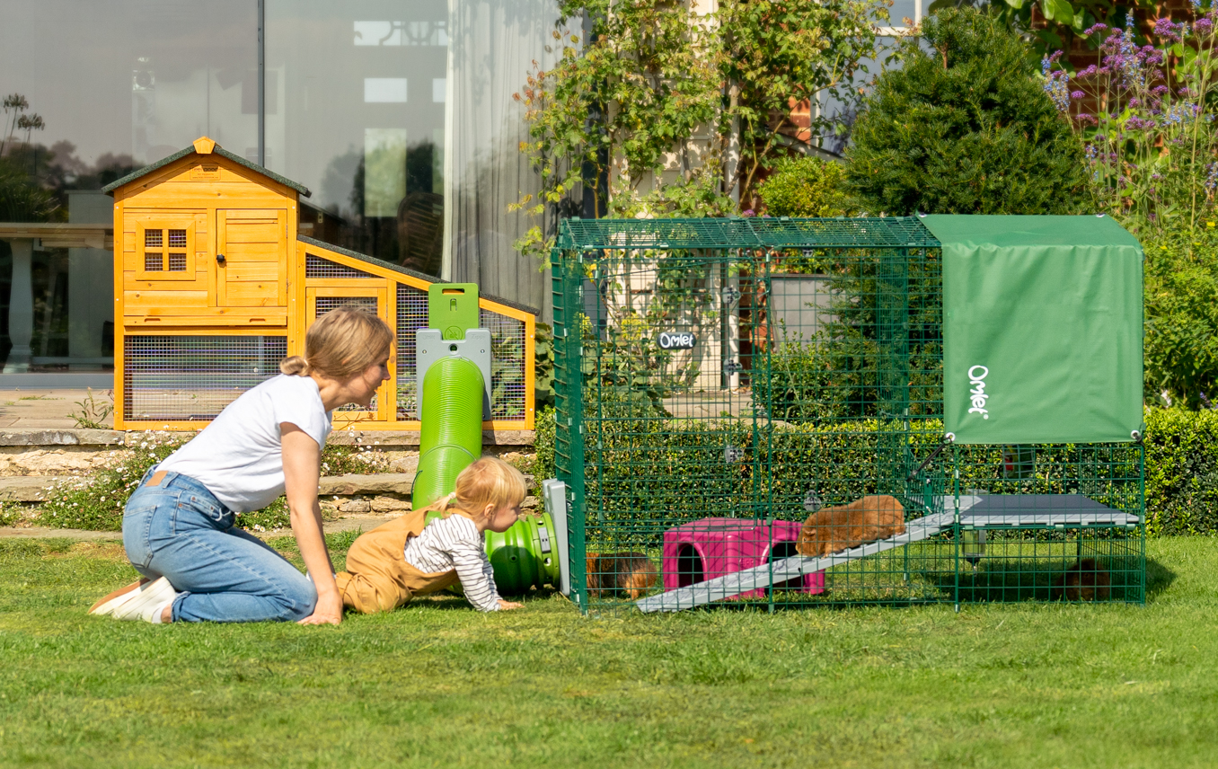 A family playing with guinea pigs next to the Zippi run.