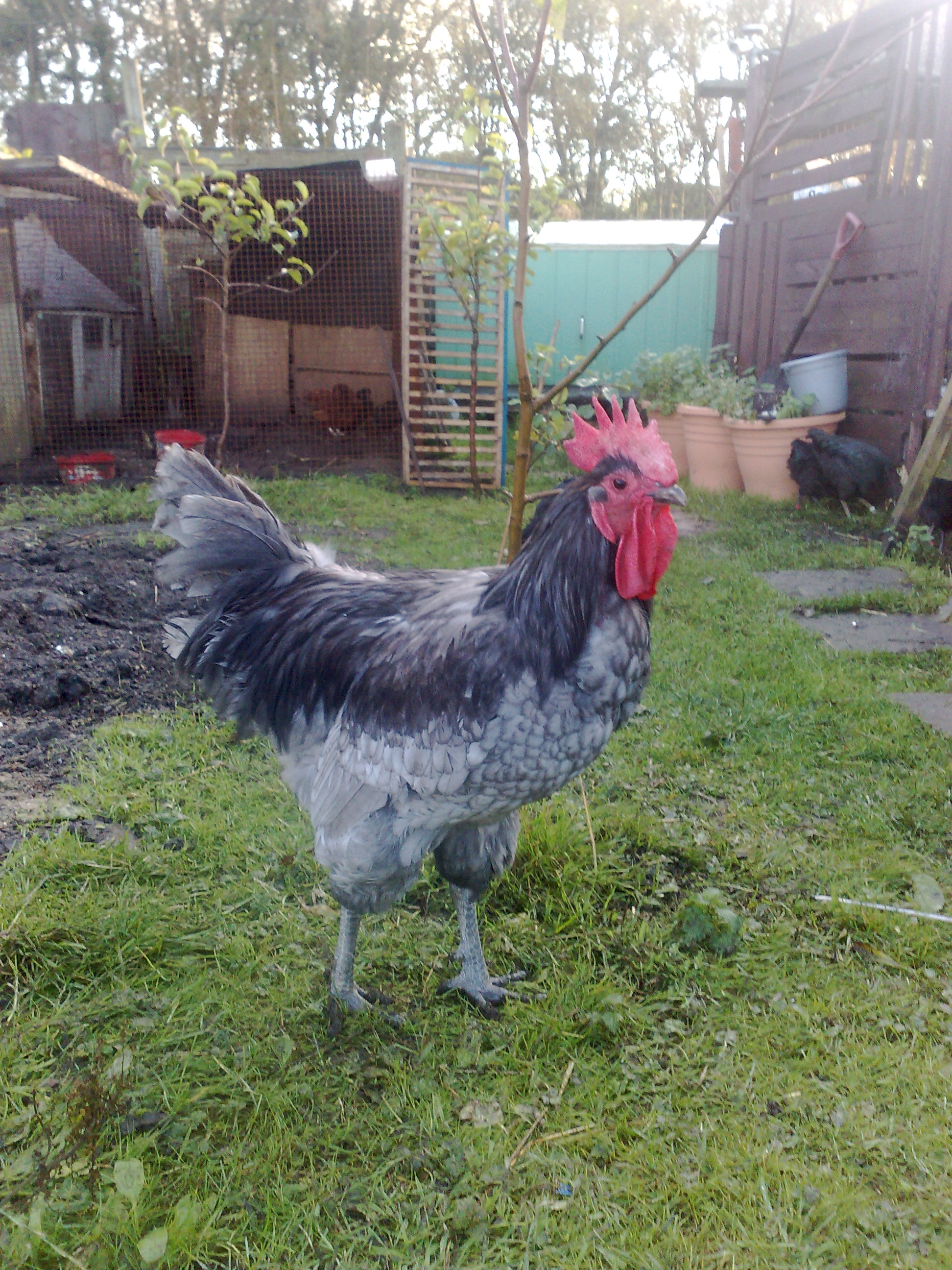 Jersey Giant For Sale Chickens Breed Information Omlet