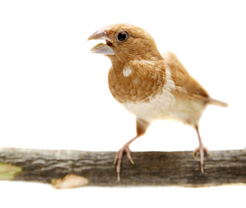 Bengalese Finches