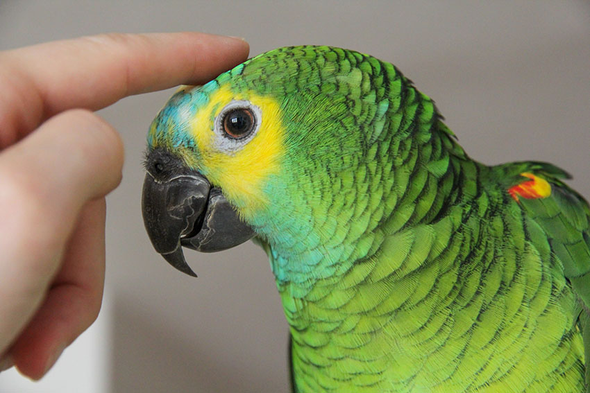 Blue-fronted Amazon tame