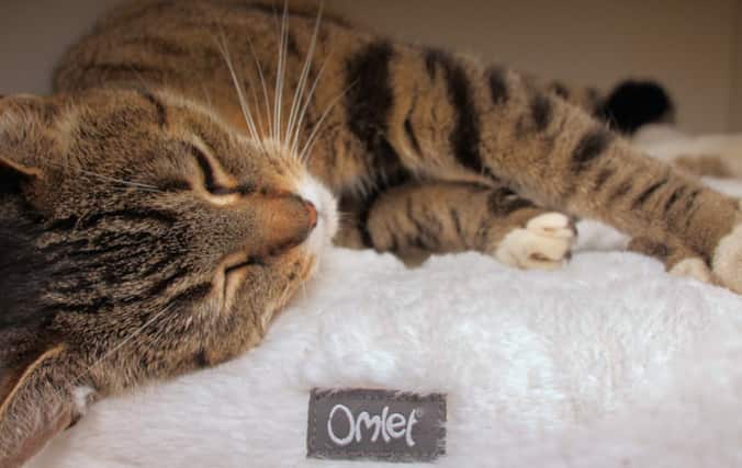 Cat relaxing on the Omlet Maya Donut
Bed. Provide Complete Relaxation With the Maya Donut Bed.