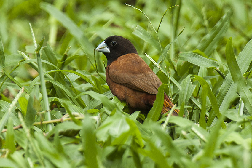 Chestnut Munia