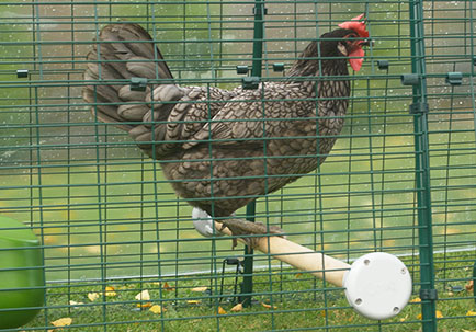 A hen on the perch in an eglu cube run