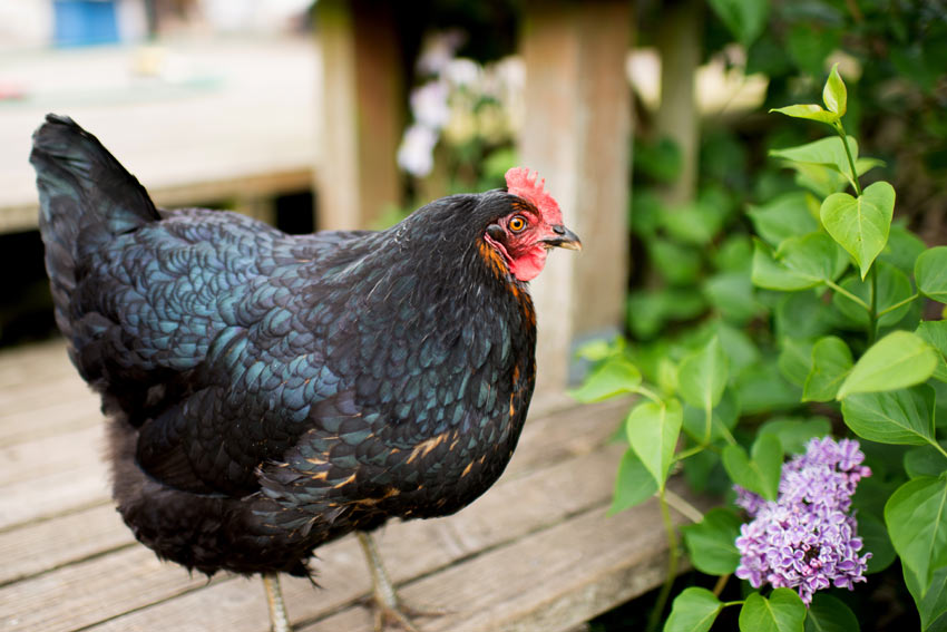 A healthy Jersey Giant chicken