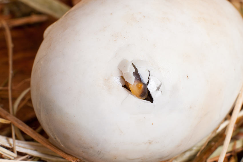 A chick hatching, breaking through the shell with its beak