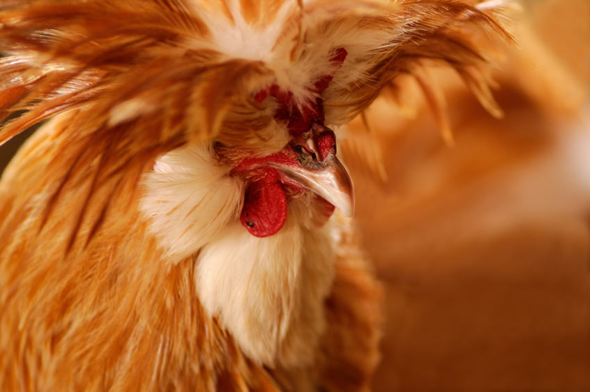 A close up of a well washed and trained purebred chicken