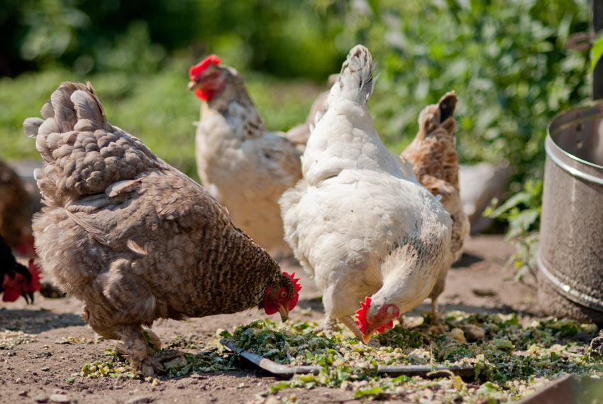 A group pf hens feeding in the garden