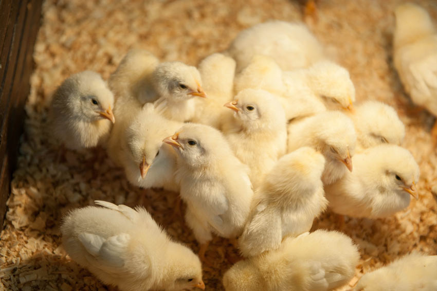 A group of young chicks under a warm light