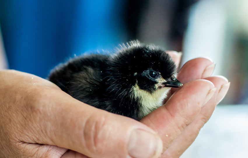 A healthy young chick sitting in the palm of its owner's hand