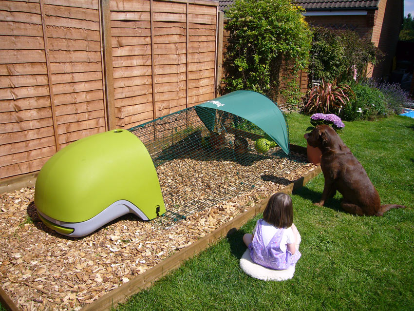 A little girl and her Labrador looking after her chickens