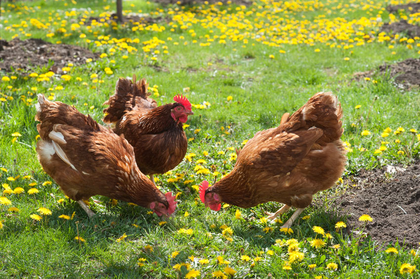 A trio of healthy chickens roaming the garden