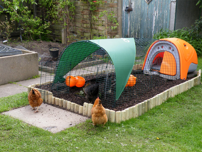 Introducing our chickens to their new orange Omlet classic chicken coop