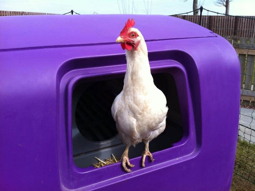 A beautiful hen named Princess Grace loves waking up in her Eglu Cube