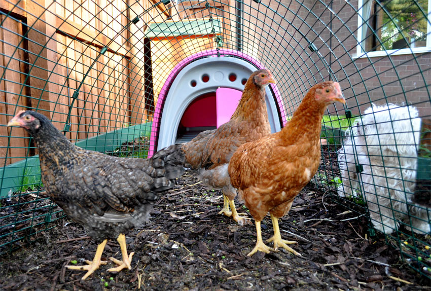 Three chickens enjoying their Eglu Classic chicken cook in pink