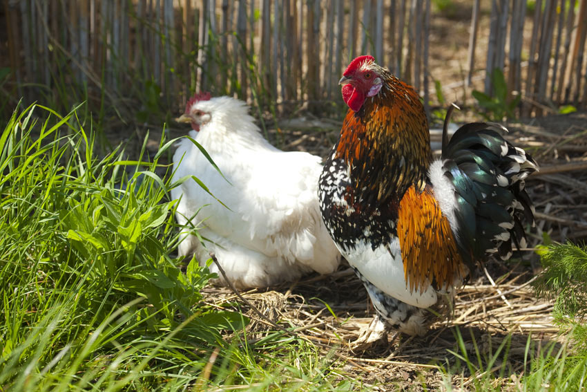 Two fantastic looking purebred chickens for showing