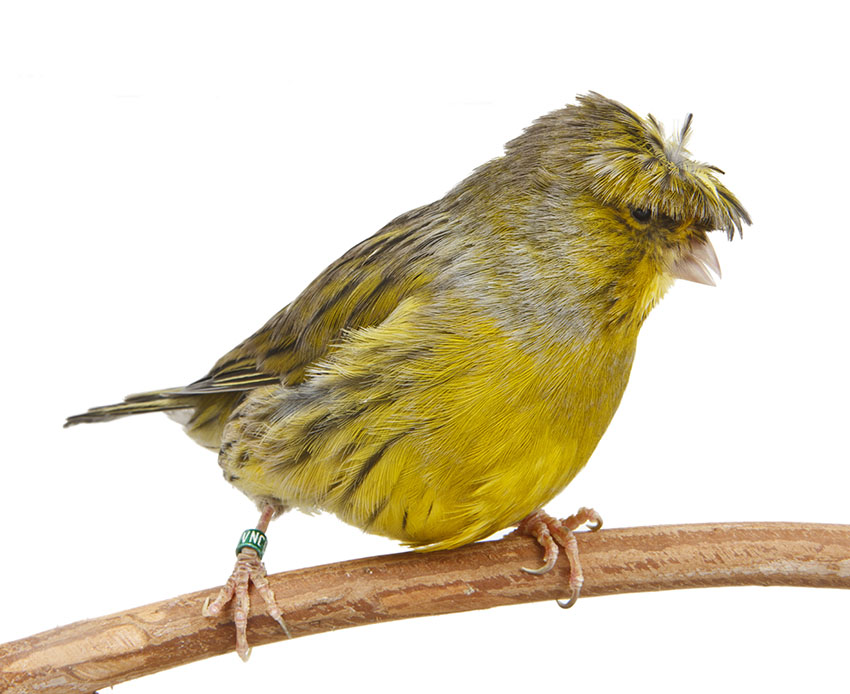 Crested-canary