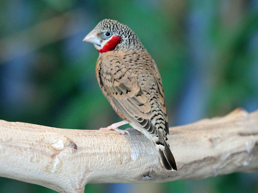 Cut-throat Finch