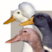 Duck Breeds