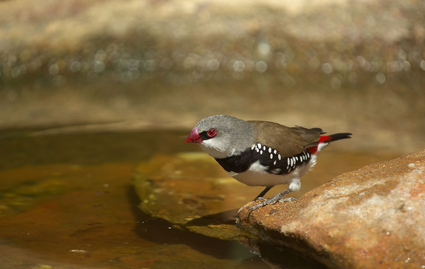 Diamond Firetail drinking