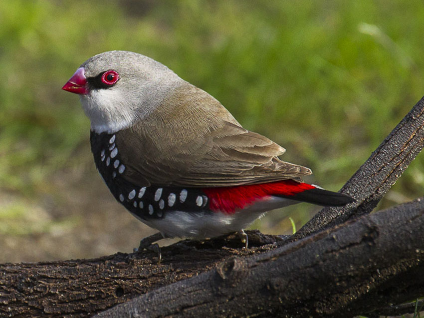 Diamond Firetail