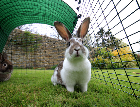 A pet bunny in the spacious rabbit run