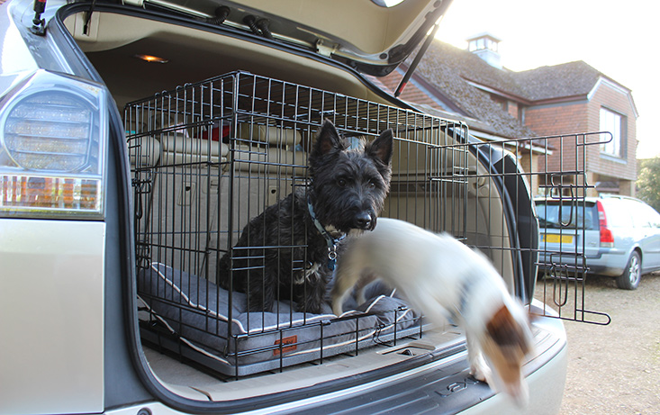 dog crate for car trunk