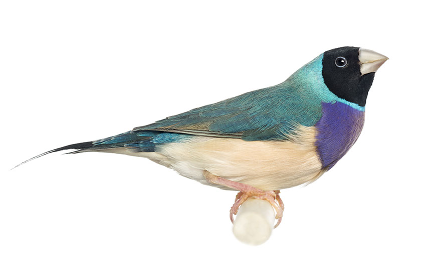 Gouldian finch with blue colouring
