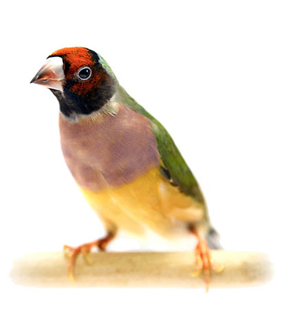 Gouldian finch with pink breast